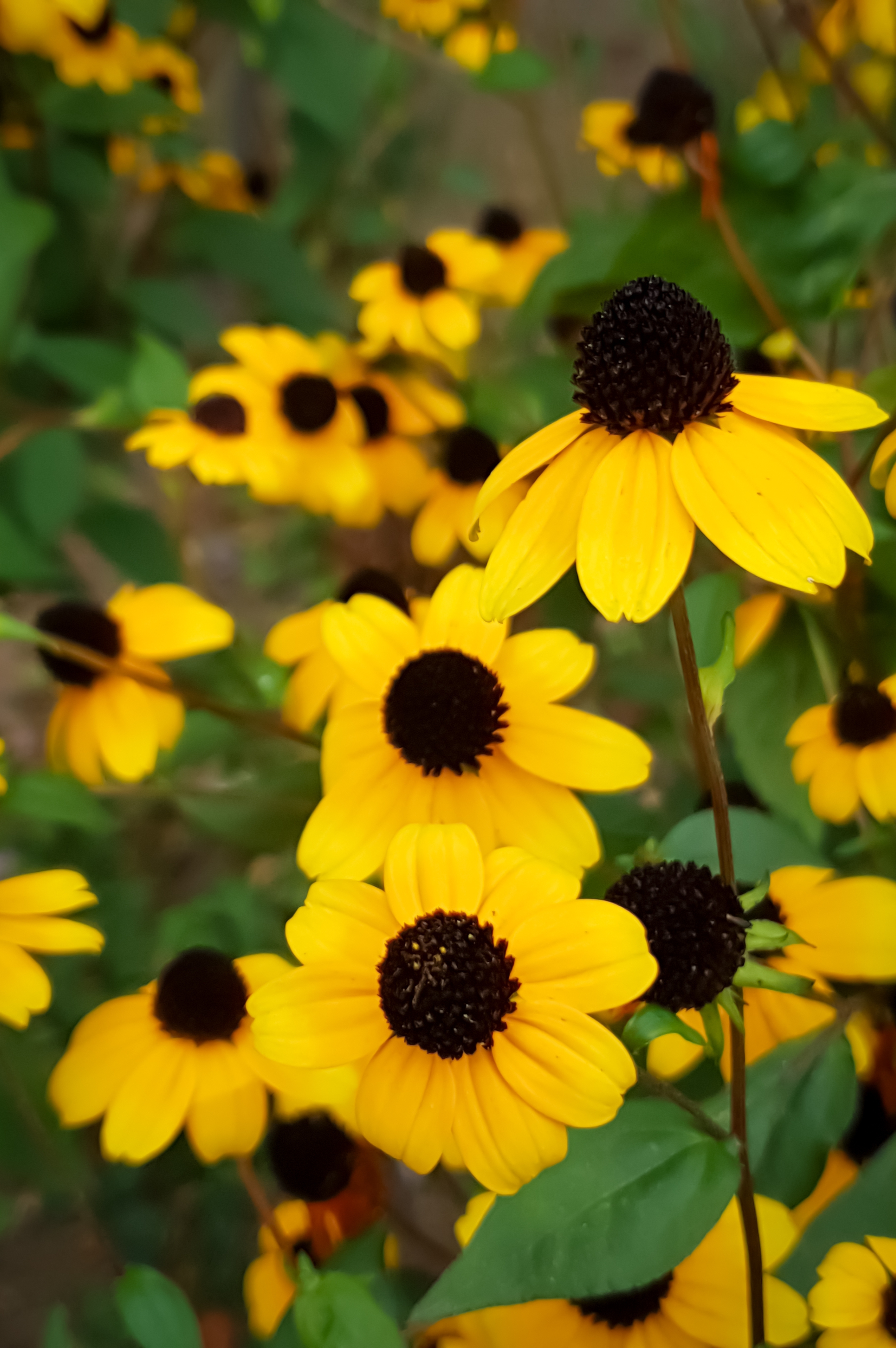 Rudbeckia triloba - bruine zonnehoed vaste plant