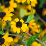 Rudbeckia triloba 'Blackjack Gold'
