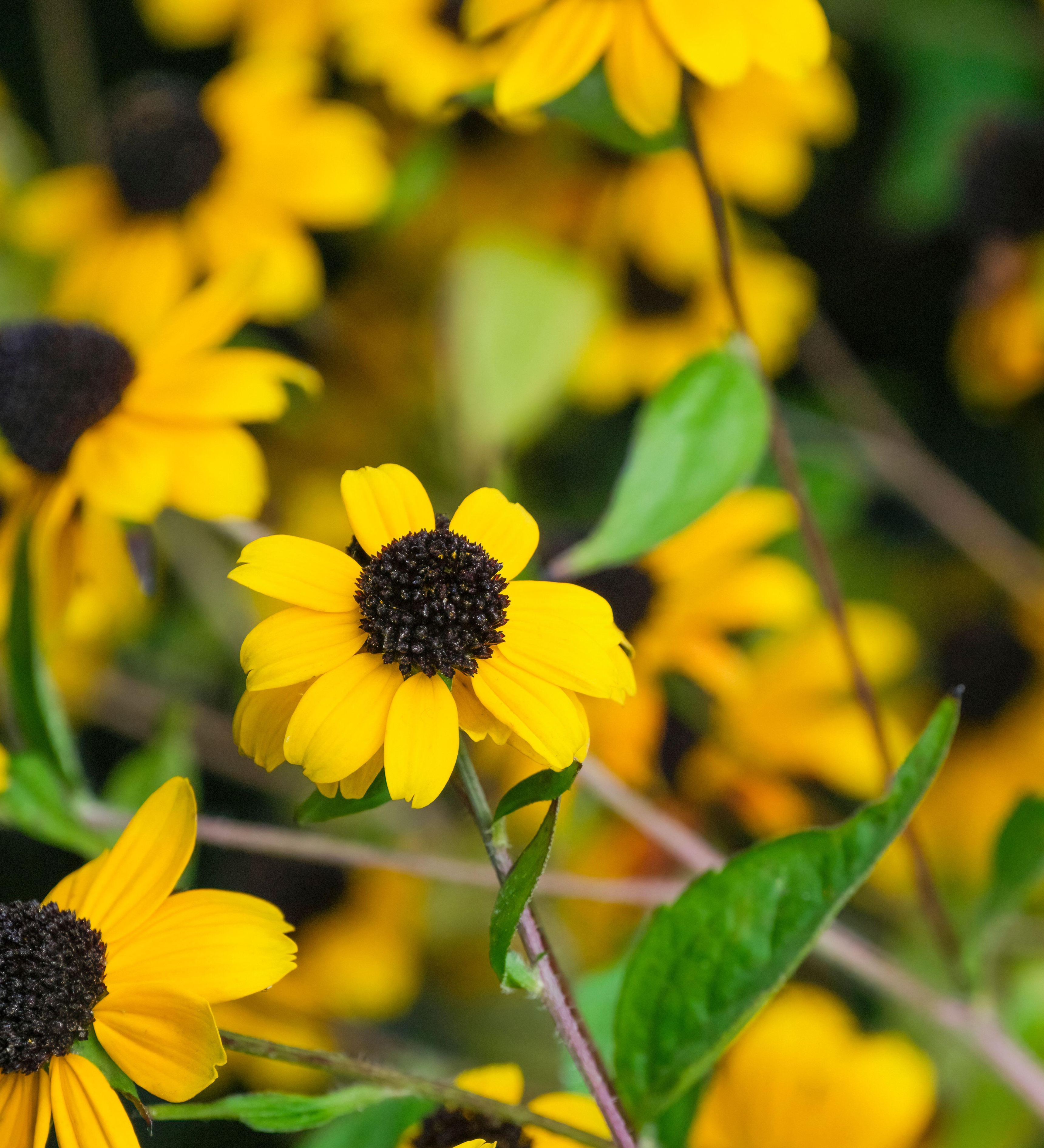 Rudbeckia triloba 'Blackjack Gold'