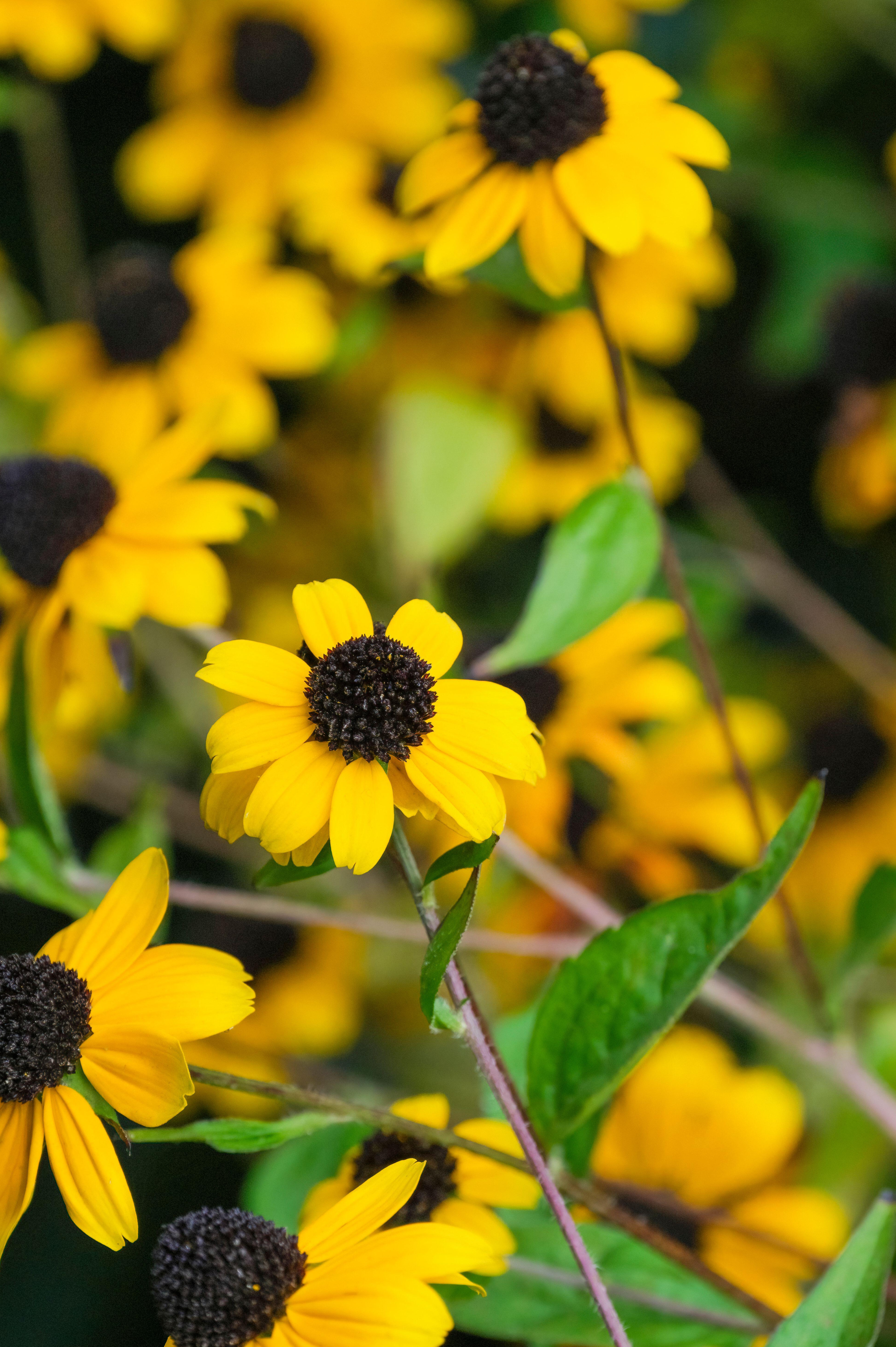 Rudbeckia triloba 'Blackjack Gold'