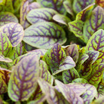 Rumex sanguineus 'Red Stripe'