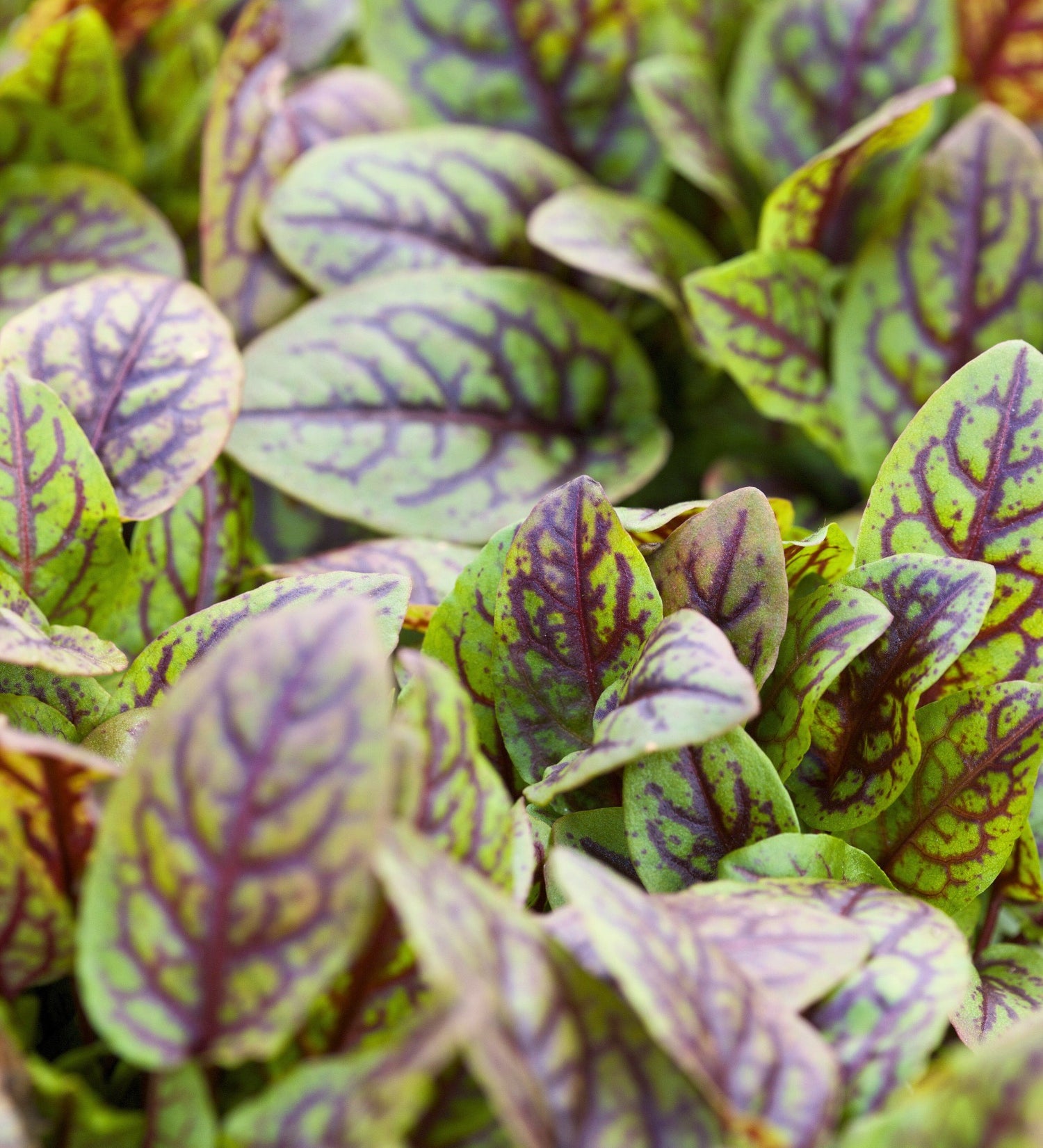 Rumex sanguineus 'Red Stripe'