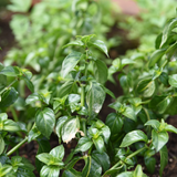 Champignonblad of Rungia klossi