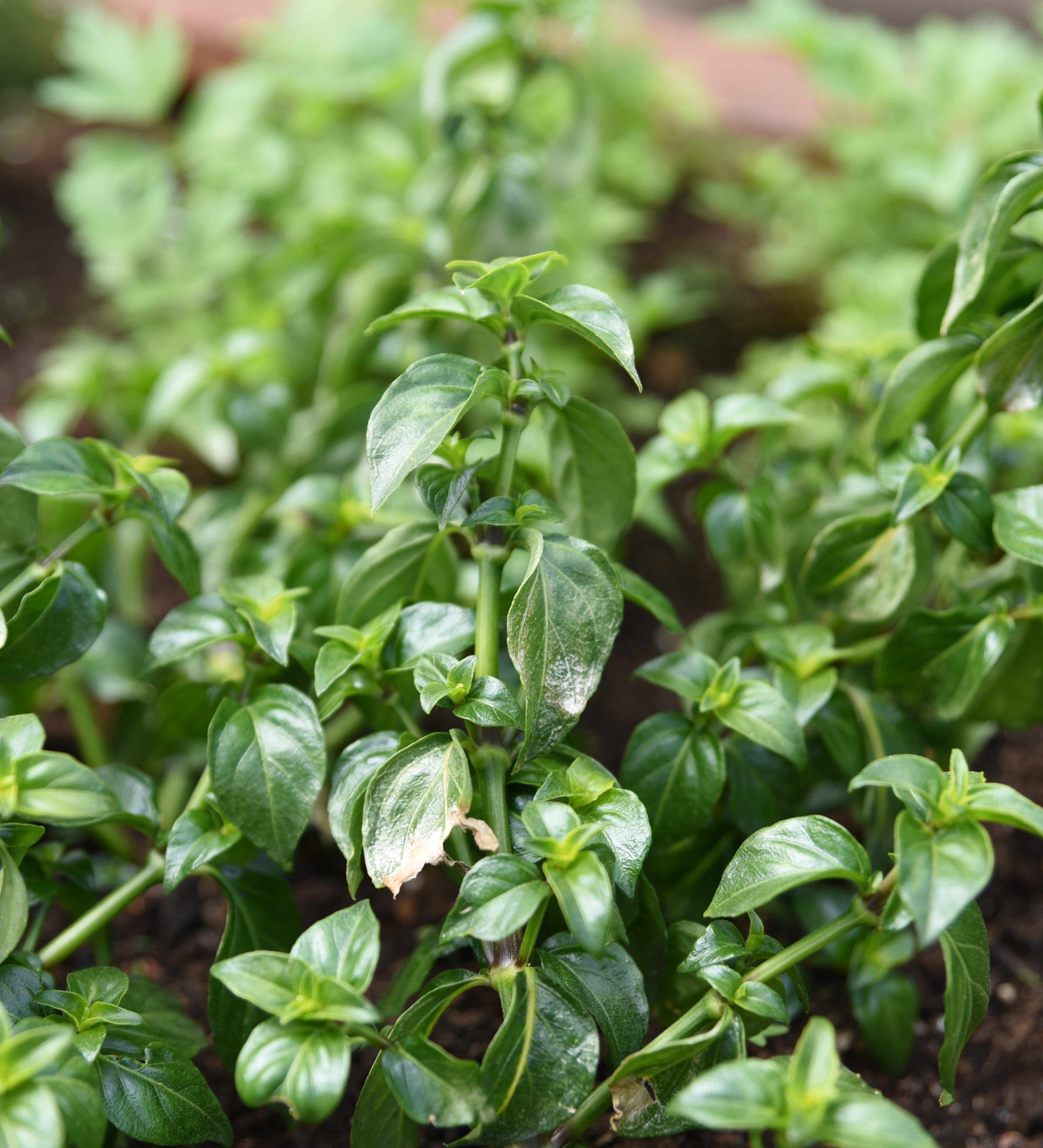 Champignonblad of Rungia klossi