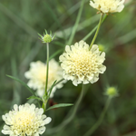 Scabiosa ochroleuca