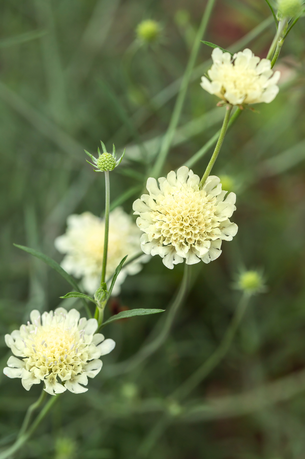 Scabiosa ochroleuca