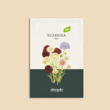 Scabiosa atropurpurea 'Mix'-Angelo