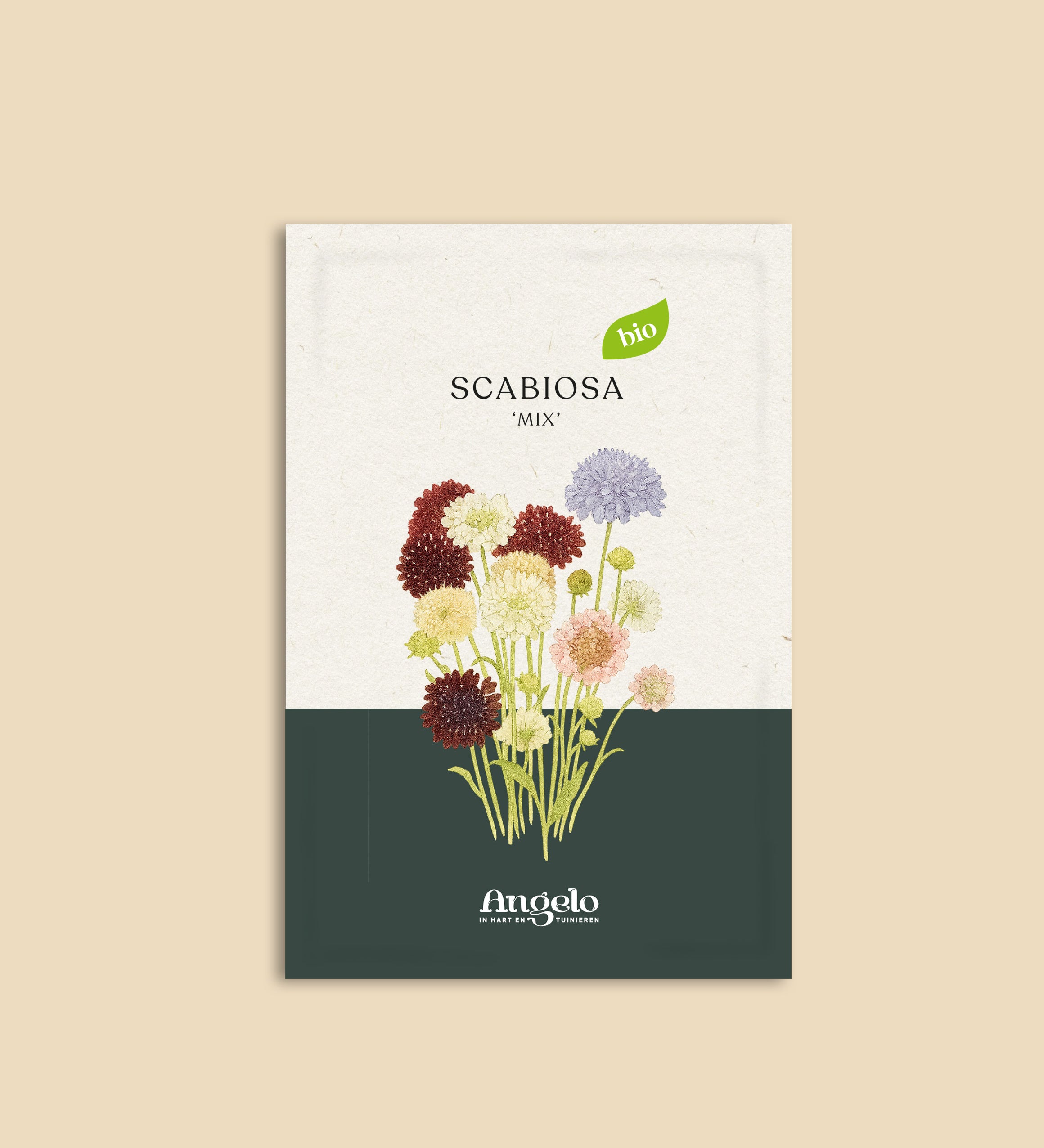 Scabiosa atropurpurea 'Mix'-Angelo