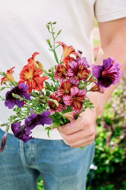 Salpiglossis sinuata &