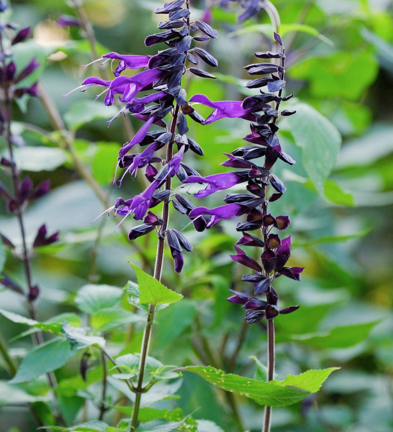 Salvia 'Amistad'-Angelo
