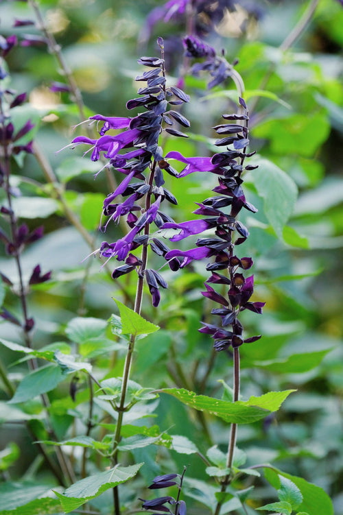 Salvia 'Amistad'