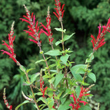 Salvia elegans 'Scarlet Pineapple'