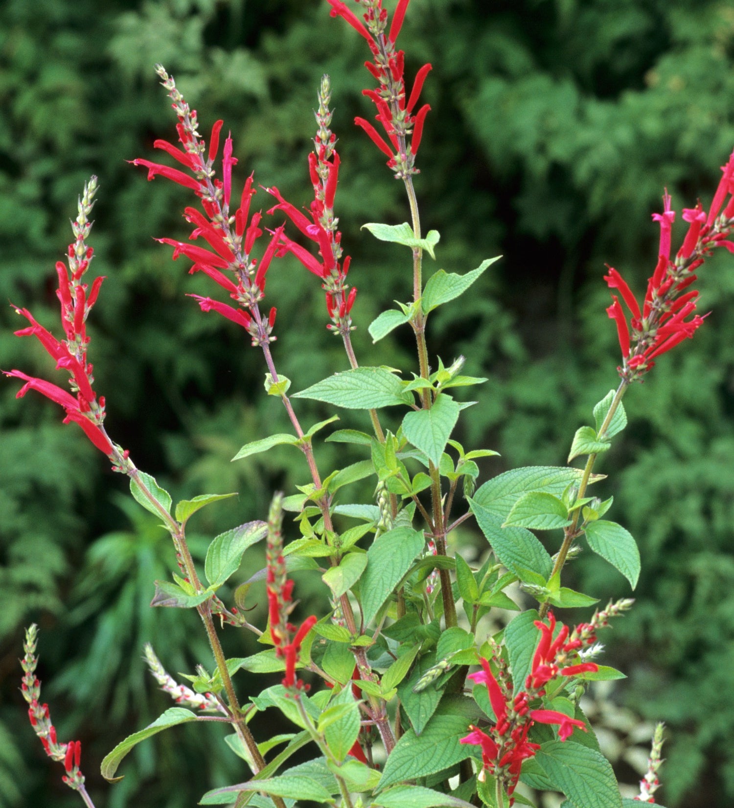 Salvia elegans 'Scarlet Pineapple'