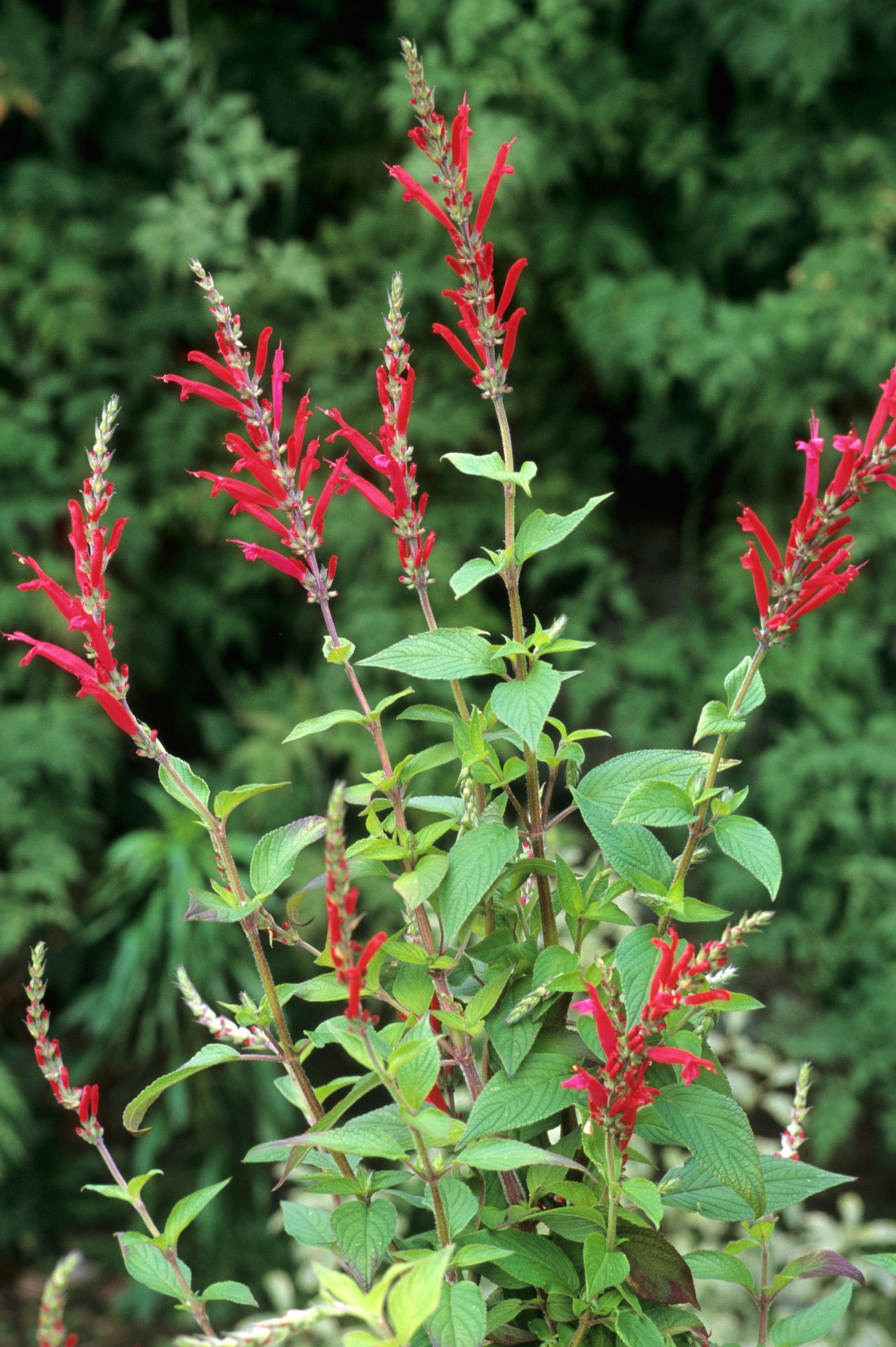 Salvia elegans 'Scarlet Pineapple'