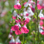Salvia microphylla 'Pink Lips' - salie vaste plant