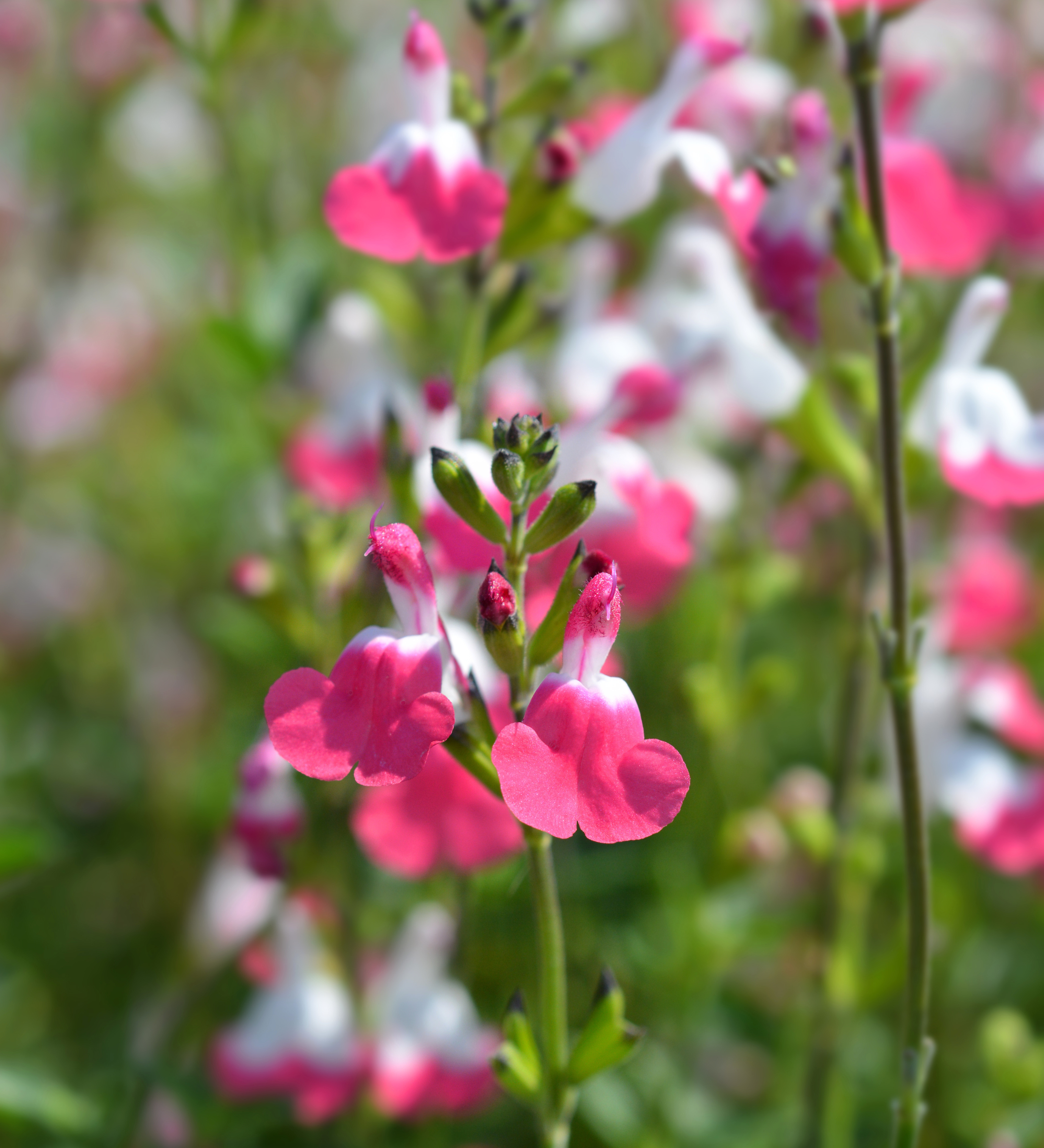 Salvia microphylla 'Pink Lips' - salie vaste plant