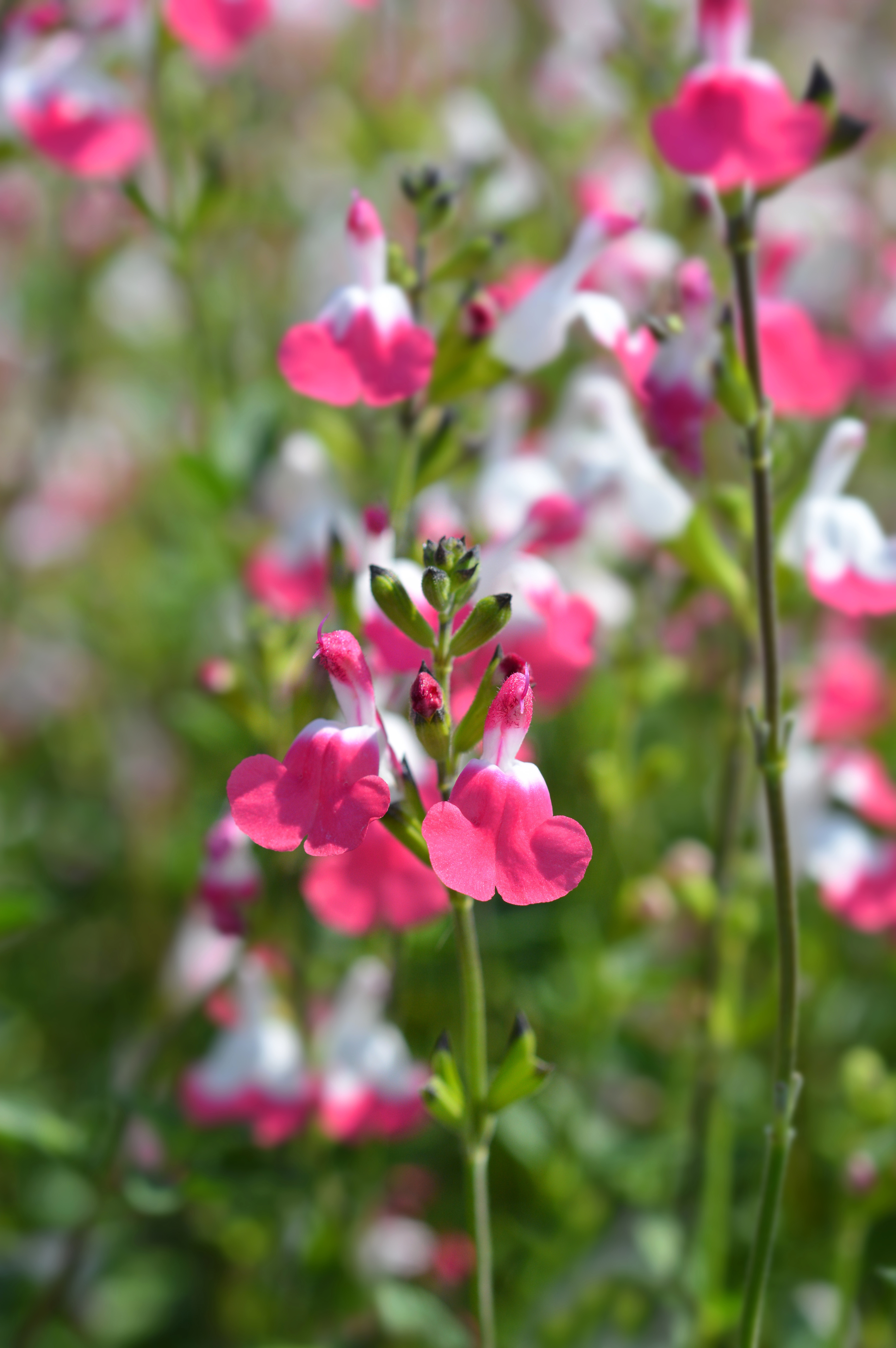 Salvia microphylla 'Pink Lips' - salie vaste plant