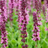 Salvia nemorosa 'Sensation Rose'