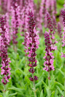 Salvia nemorosa 'Sensation Rose'