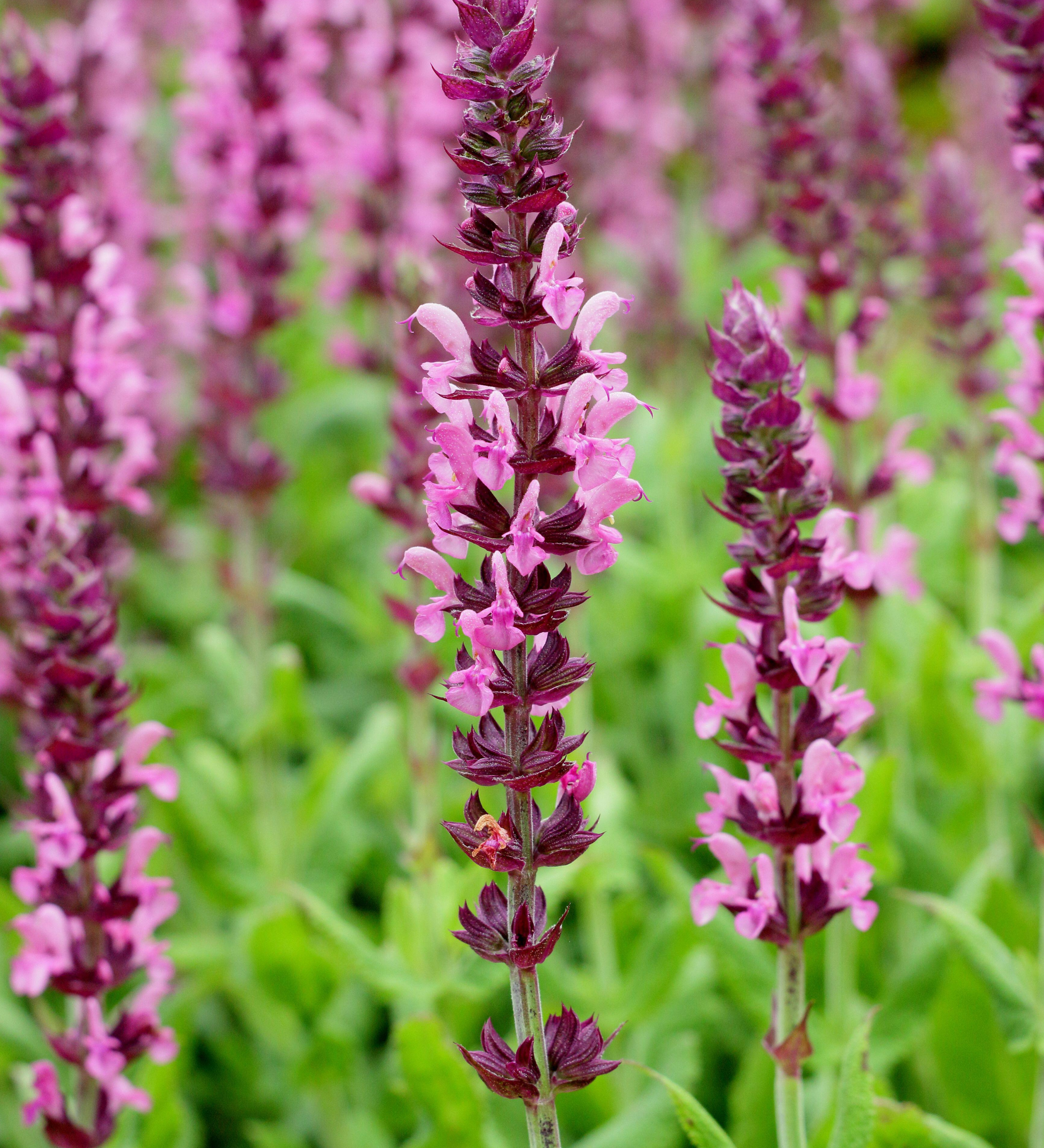 Salvia nemorosa 'Sensation Rose'
