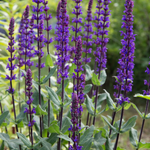 Salvia nemorosa 'Caradonna'