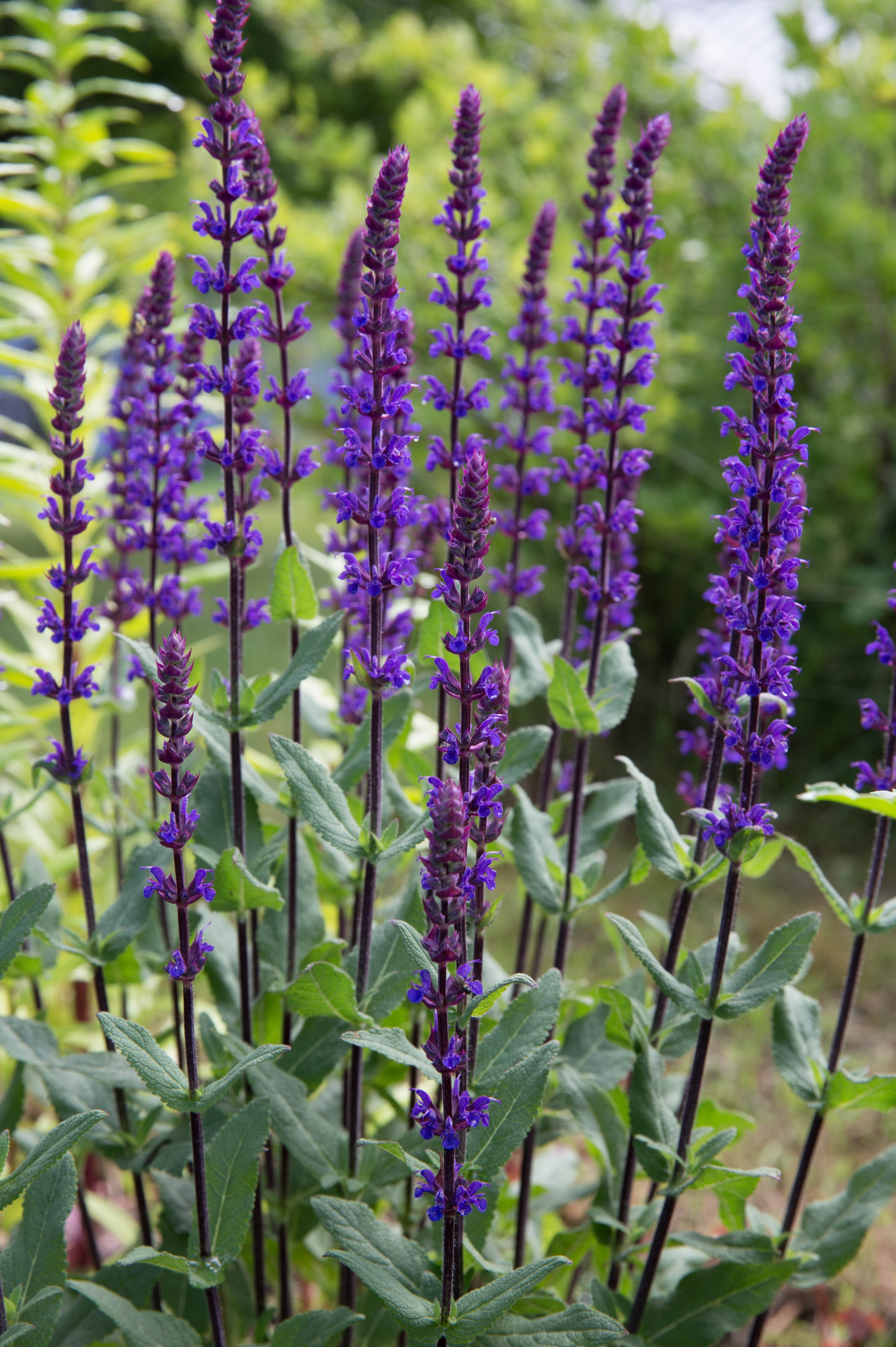 Salvia nemorosa 'Caradonna'
