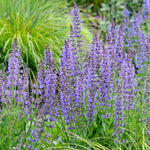 Salvia nemorosa 'Blauhügel'-Angelo
