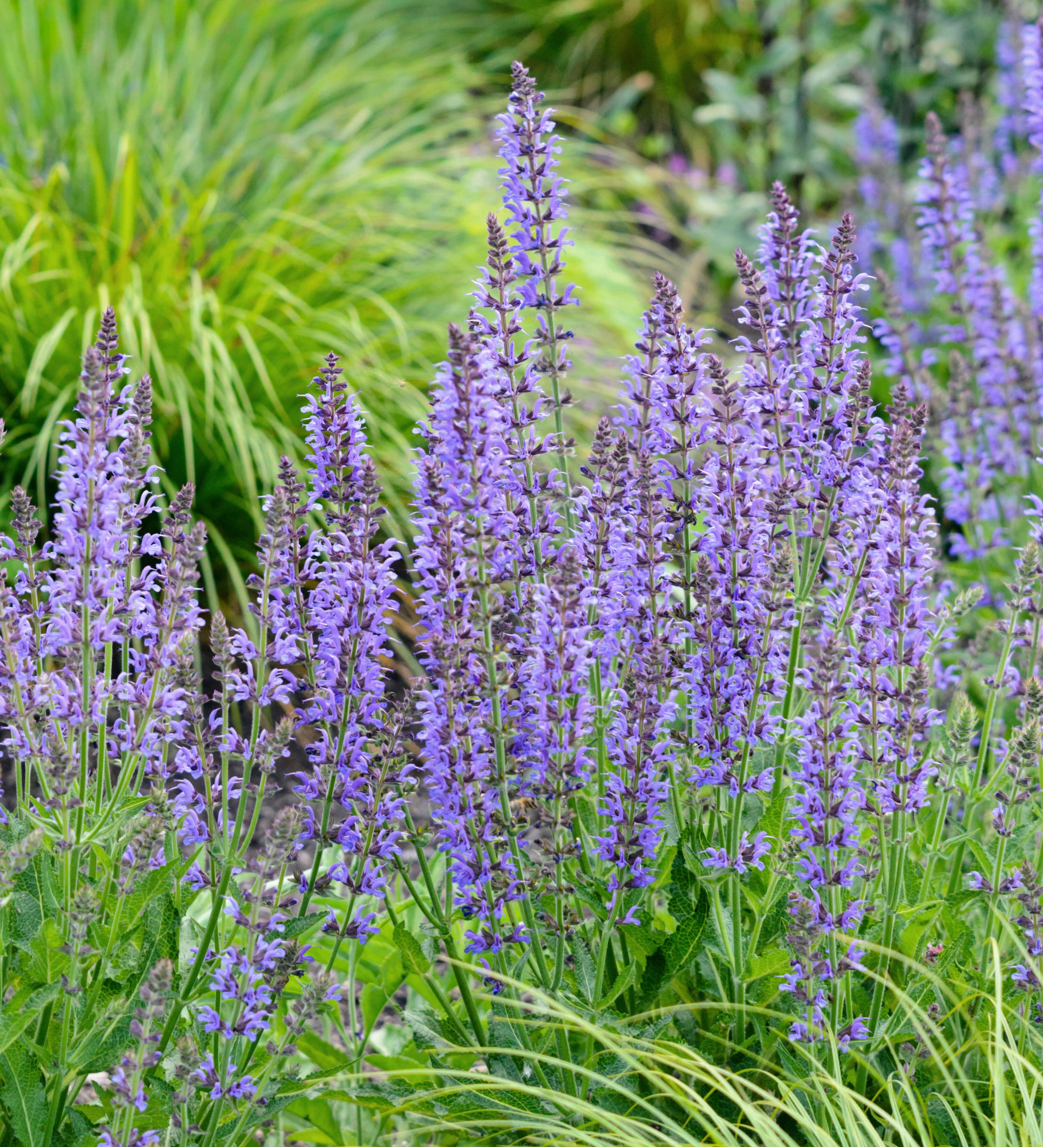 Salvia nemorosa 'Blauhügel'-Angelo