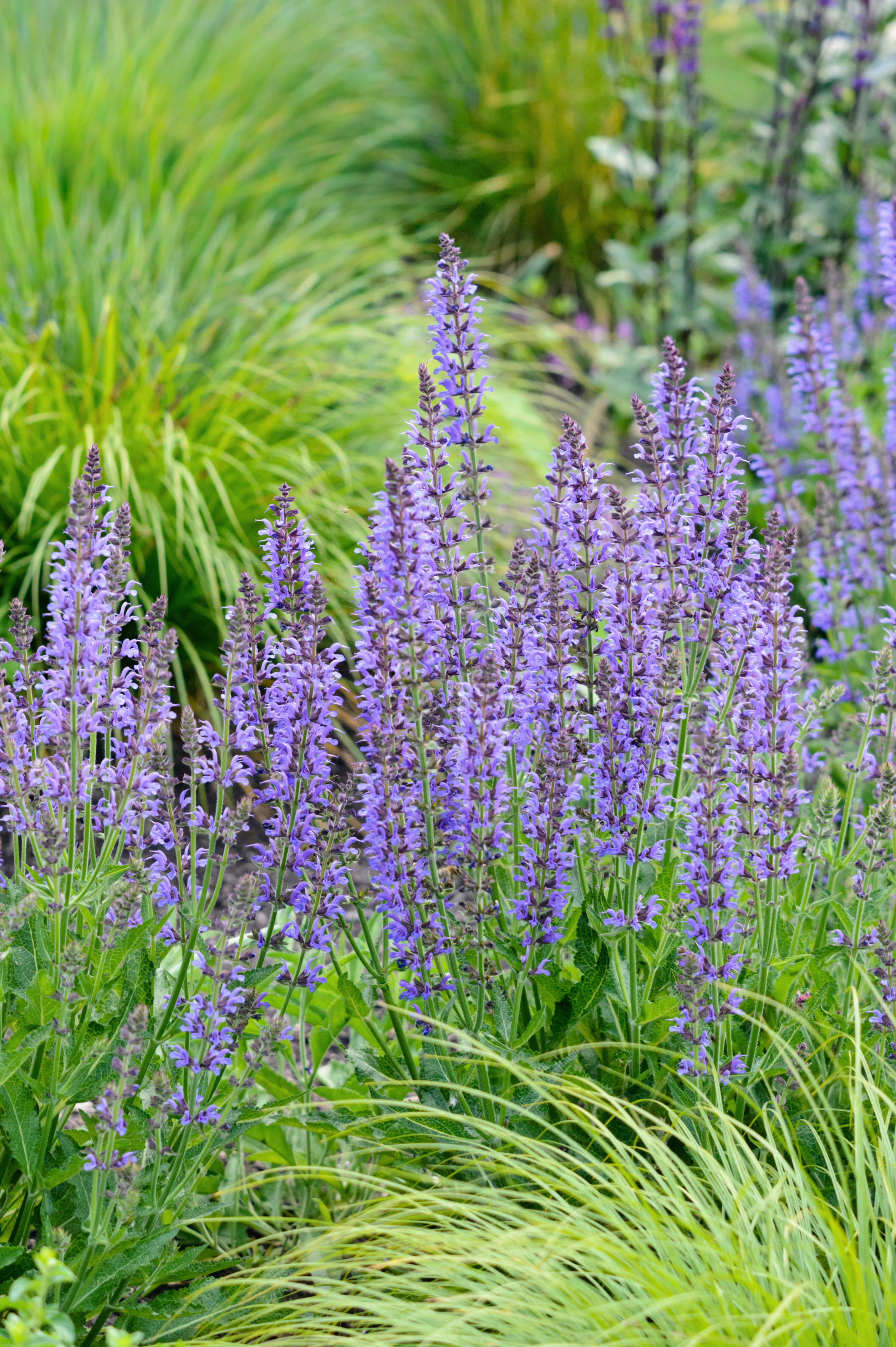 Salvia nemorosa 'Blauhügel'-Angelo