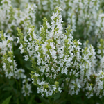Salvia nemorosa 'Snow Kiss'