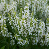 Salvia nemorosa 'Snow Kiss'