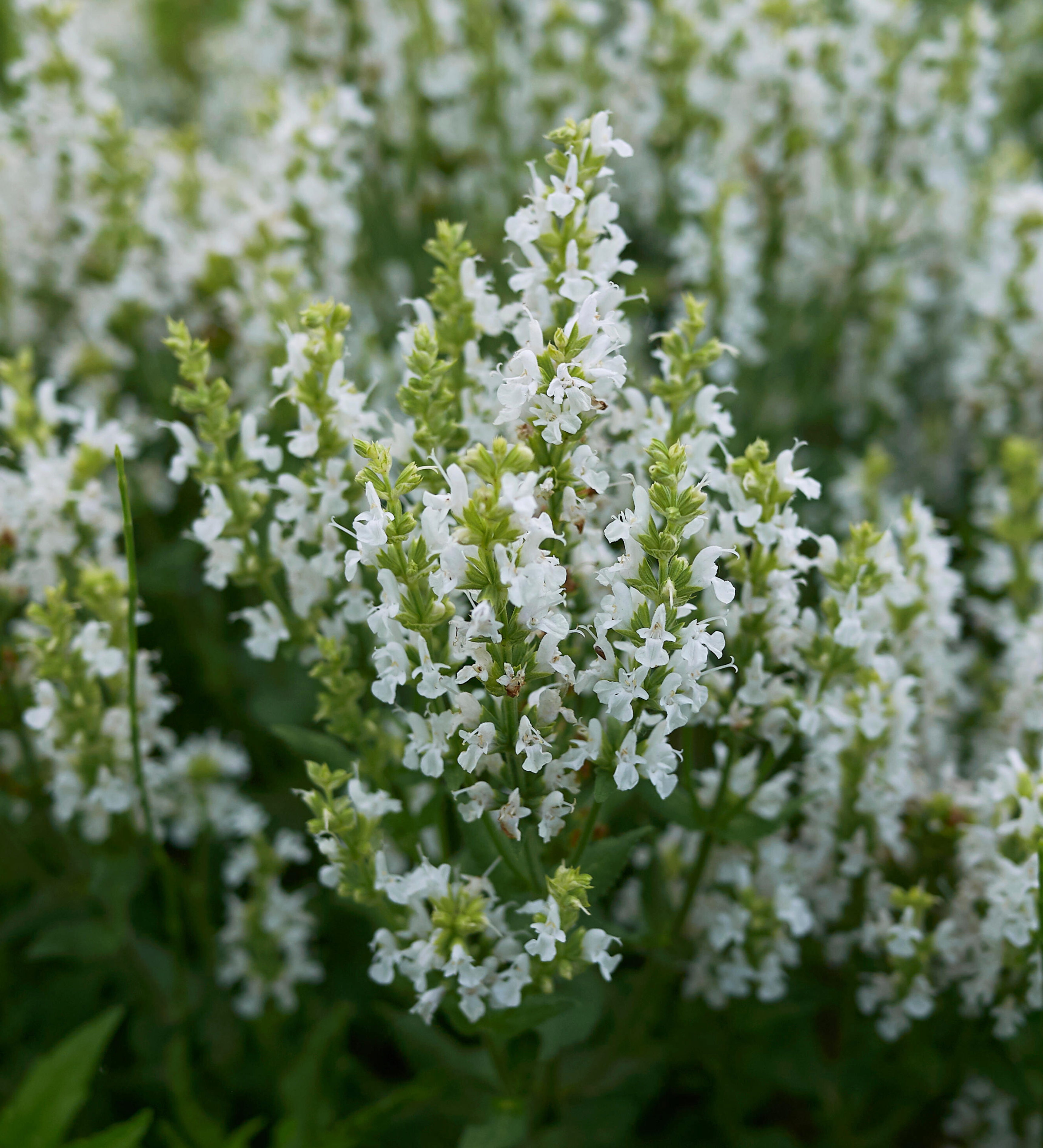 Salvia nemorosa 'Snow Kiss'