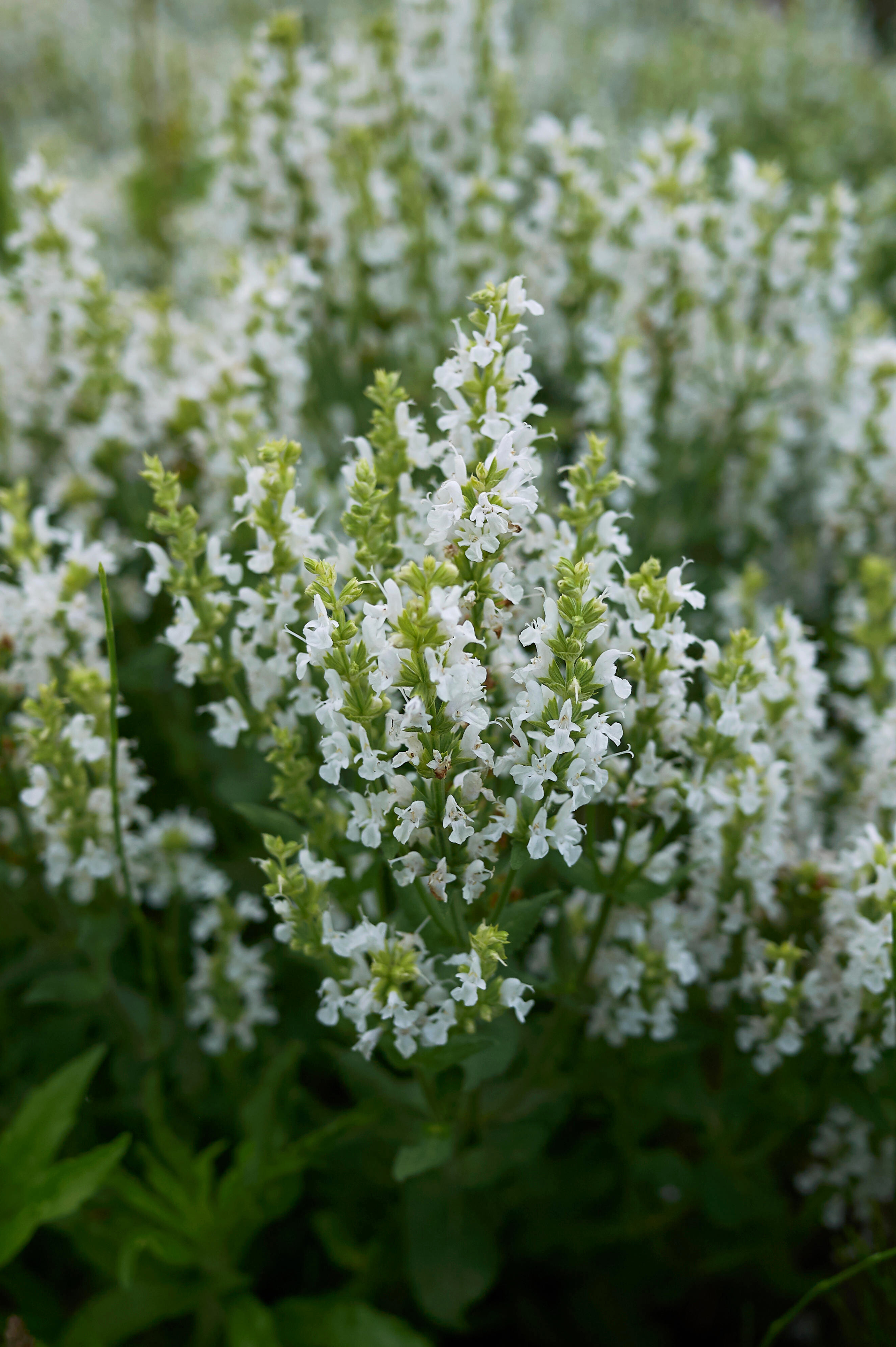 Salvia nemorosa 'Snow Kiss'