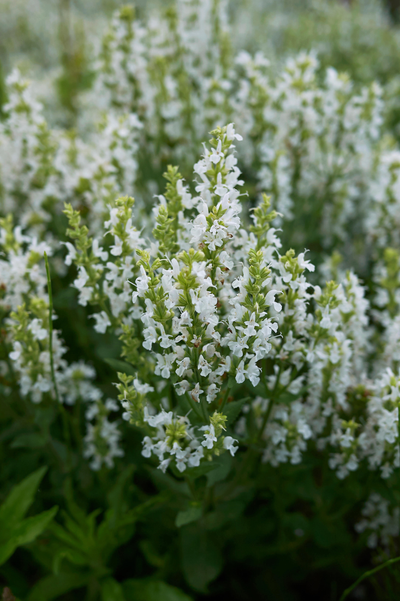 Salvia nemorosa 'Snow Kiss'