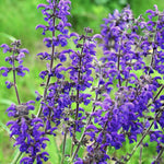 Salvia pratensis - veldsalie vaste plant