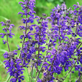 Salvia pratensis - veldsalie vaste plant