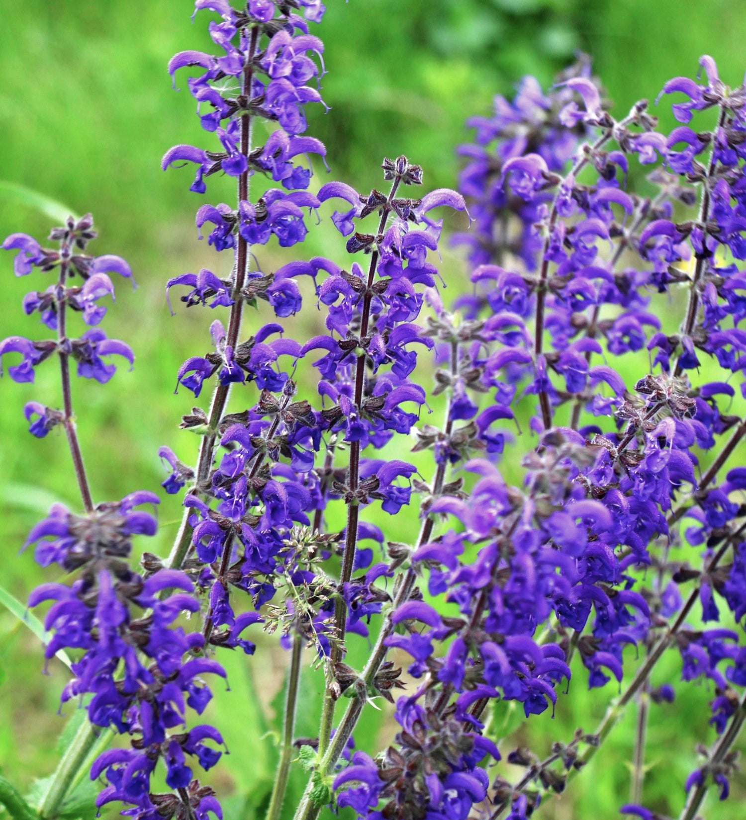 Salvia pratensis - veldsalie vaste plant