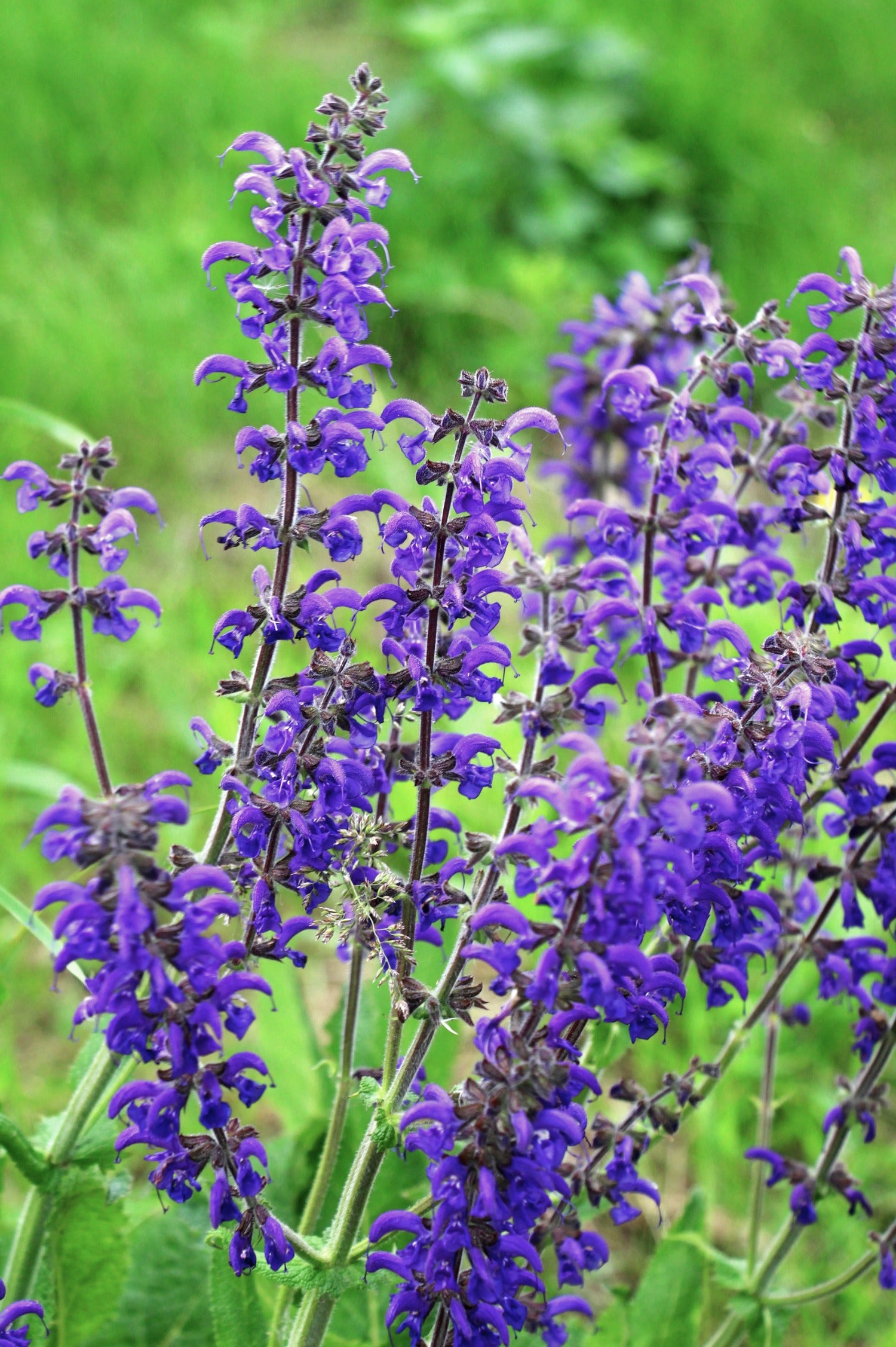 Salvia pratensis - veldsalie vaste plant