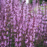 Salvia sylvestris 'Serenade'