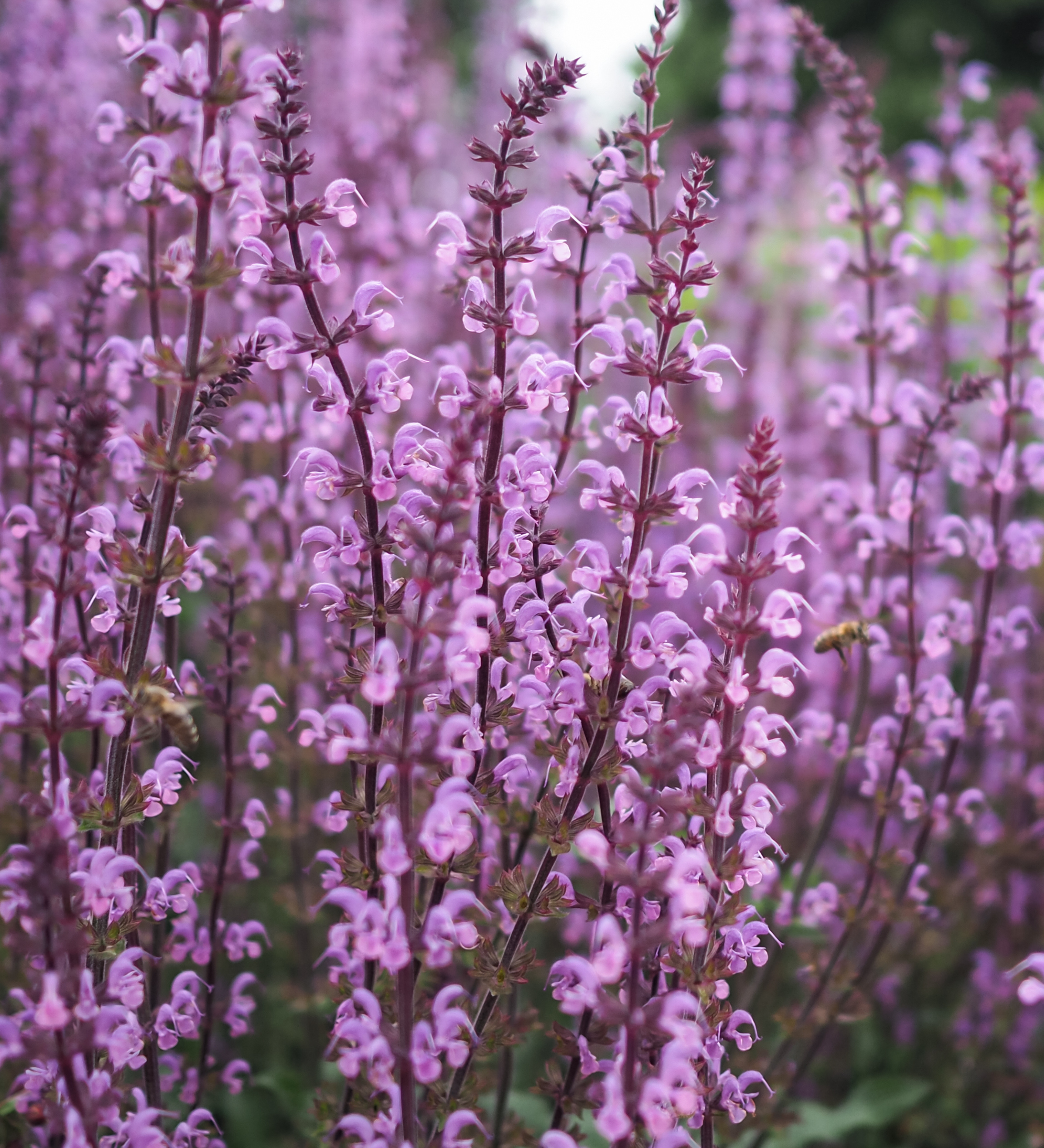 Salvia sylvestris 'Serenade'