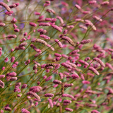 Sanguisorba officinalis 'Pink Tanna' - grote pimpernel vaste plant