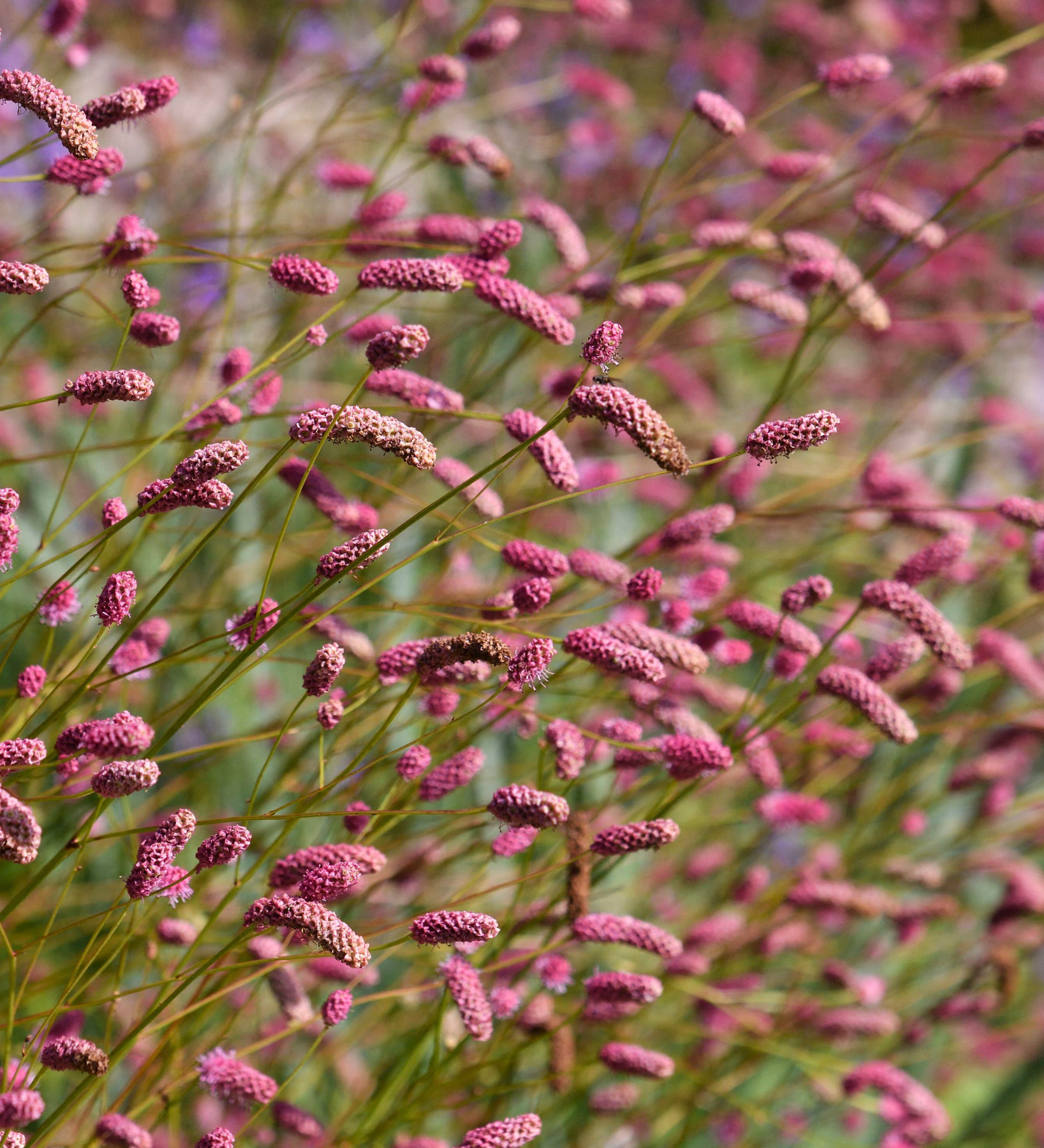 Sanguisorba officinalis 'Pink Tanna' - grote pimpernel vaste plant