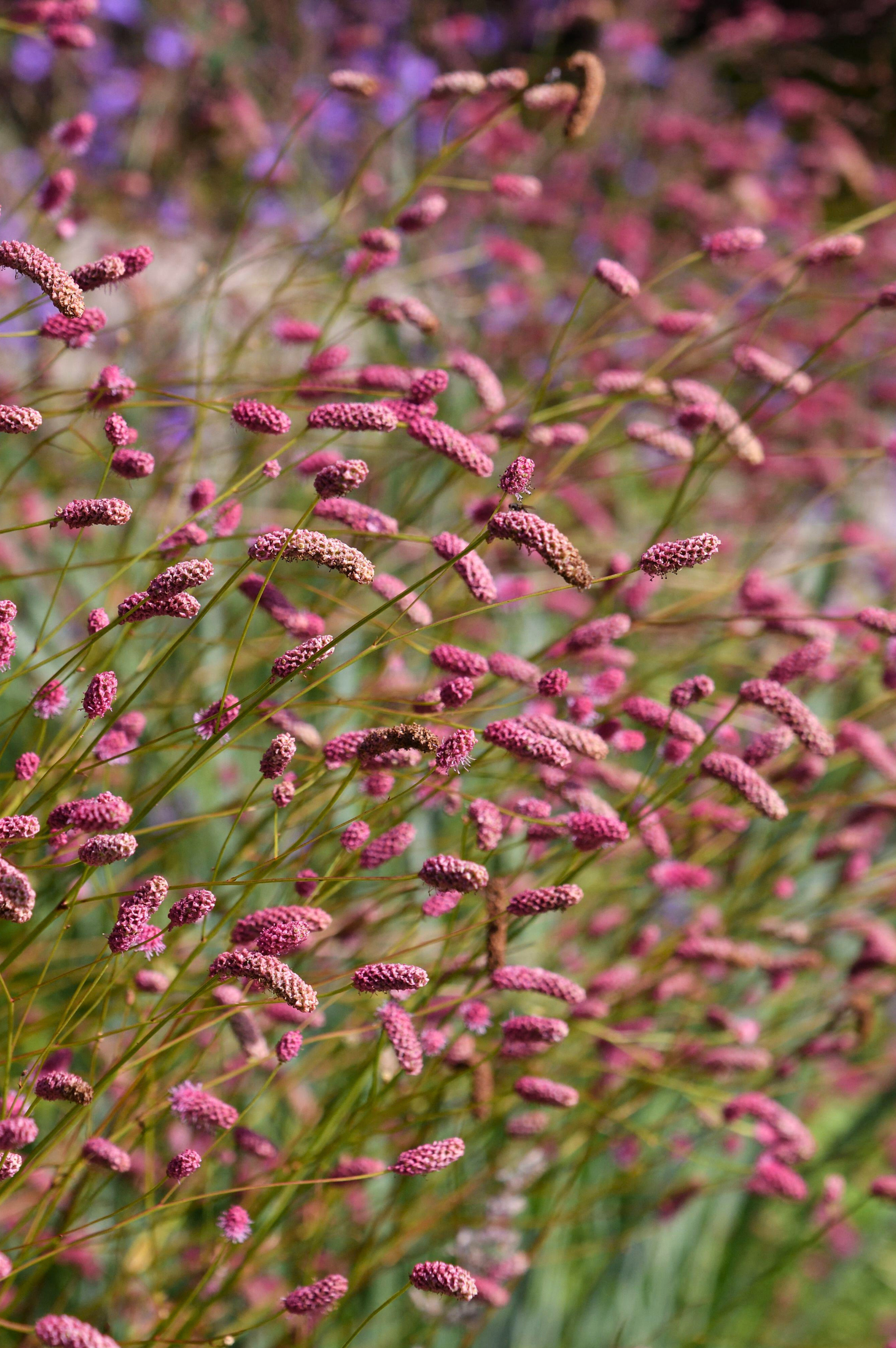 Sanguisorba officinalis 'Pink Tanna' - grote pimpernel vaste plant