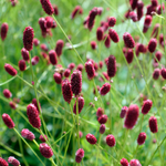 Sanguisorba officinalis 'Red Thunder'