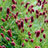 Sanguisorba officinalis 'Red Thunder'