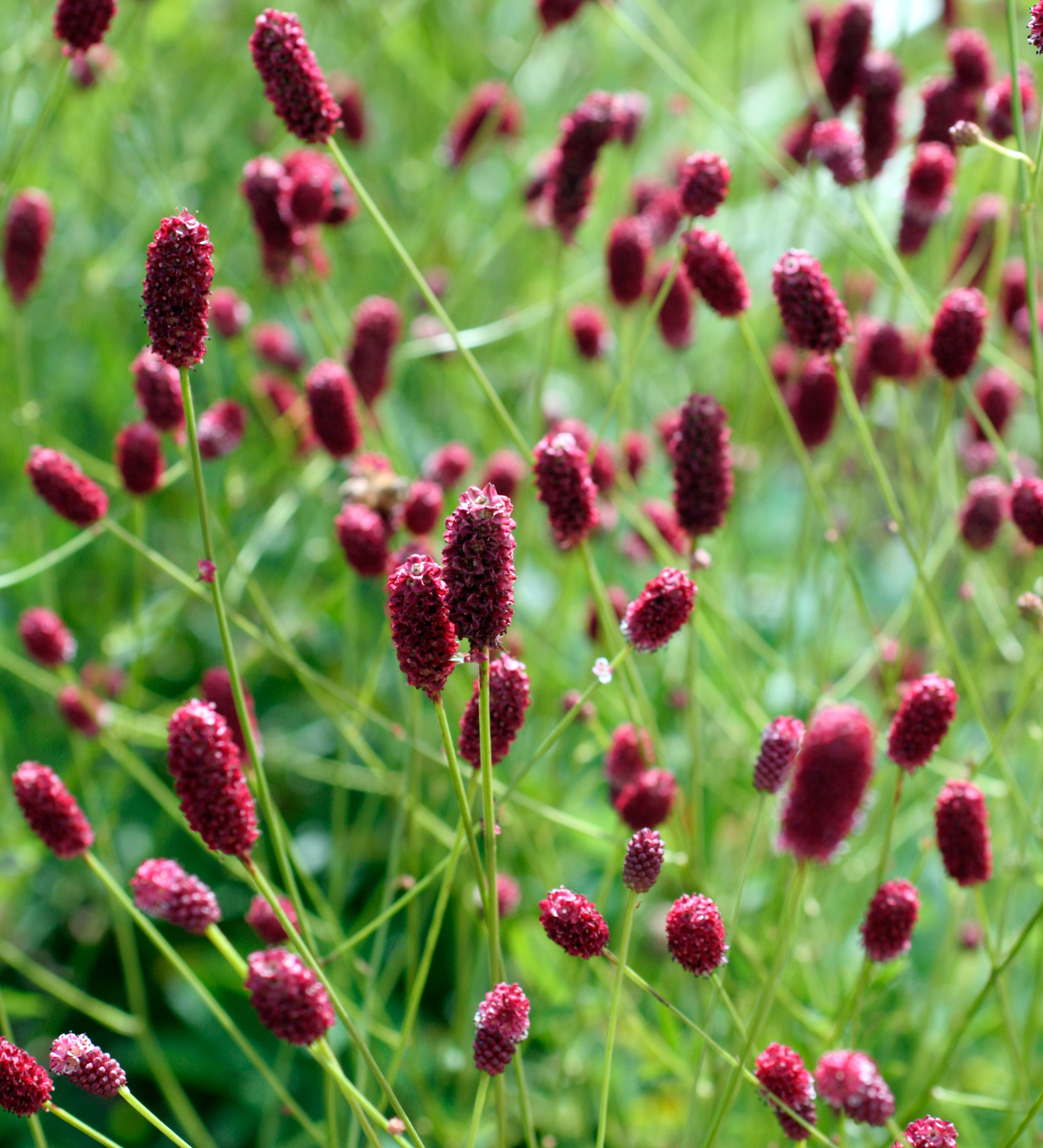 Sanguisorba officinalis 'Red Thunder'
