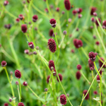 Sanguisorba officinalis 'Tanna'-Angelo