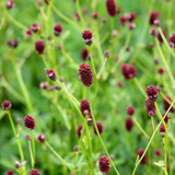 Sanguisorba officinalis 'Tanna'-Angelo