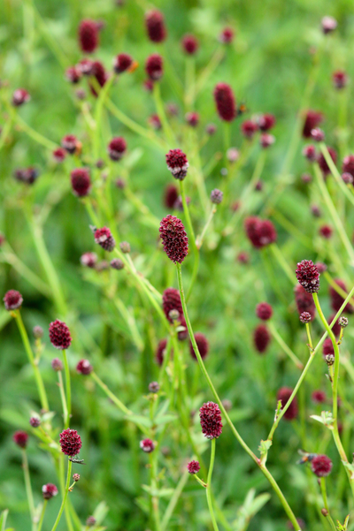 Sanguisorba officinalis 'Tanna'