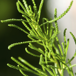 Santolina viridis 'Lemon Fizz'